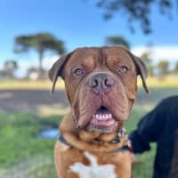 Photo of Apollo
