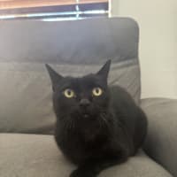 Photo of Mojo Jojo