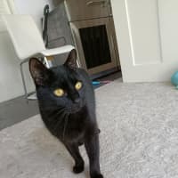 Photo of Winston   13 Year Old Domestic Short Hair