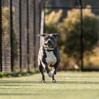 Photo of Gus Imp 1484