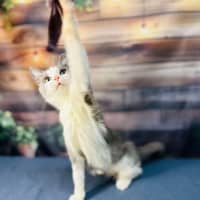 Photo of Lilly   Located In Brunswick East