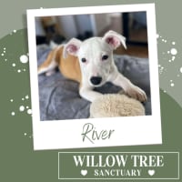 Photo of River