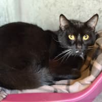 Photo of Milo