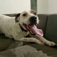 Photo of Daisy   2 Year Old Bull Arab X