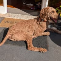 Photo of Wyatt