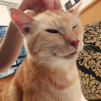 Photo of Aslan