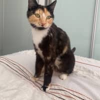 Photo of Honey
