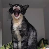 Photo of Salem