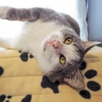 Photo of Cecil