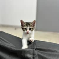 Photo of Pumba