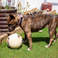 Photo of Pepper   2 Year Old Staffy X