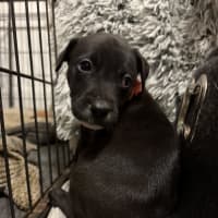 Photo of Collar Orange 