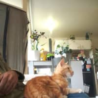 Photo of Baggins / Mr Big