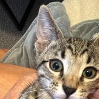 Photo of Pepe Le Pew