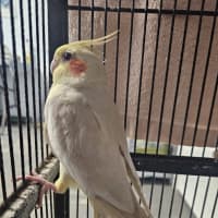 Photo of Olive
