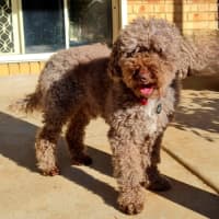 Photo of Harry Valenti