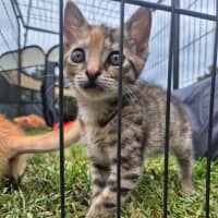 Photo of Pipsqueak