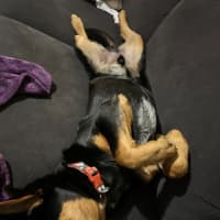 Photo of Louie