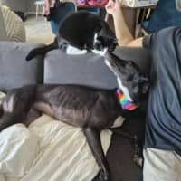 Photo of Poppy, The Cat Friendly Greyhound