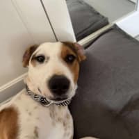 Photo of Moose