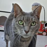 Photo of Lady