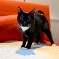 Photo of Sprinkles   In Foster Care In Brunswick East