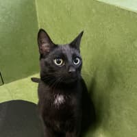 Photo of Hamlet