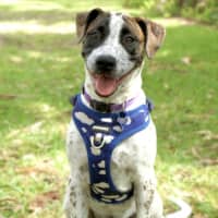 Photo of Lavender   4 Month Old Cattle X Dane 