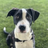 Photo of Mishka 