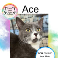 Photo of Ace