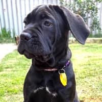 Photo of Shadow