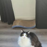 Photo of Gordon