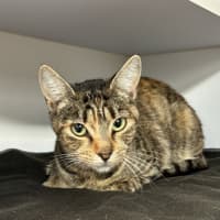 Photo of Callie