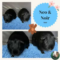 Photo of Neo & Noir