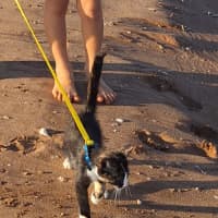 Photo of Muffin