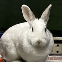 Photo of Smudge