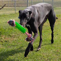 Photo of Cooper The Greyhound
