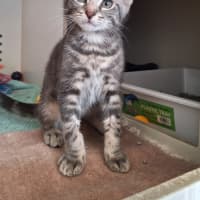 Photo of Chupa Chup*Available At Pet Stock Kingsford*