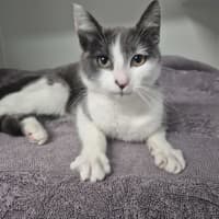Photo of Astra