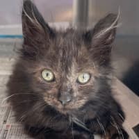 Photo of Smokey