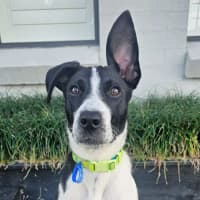 Photo of Stumpy   5 Month Old Cattle Dog X