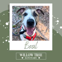 Photo of Basil