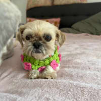 Photo of Ella And Blaze 