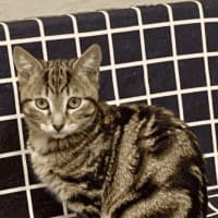 Photo of Uno