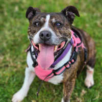 Photo of 🌷 Bonnie 5211 🌷