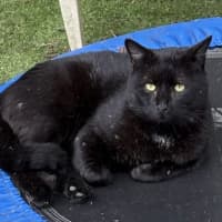 Photo of Onyx
