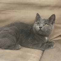 Photo of Dione