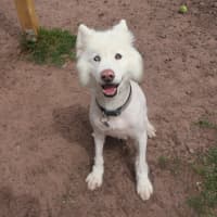 Photo of Lucky