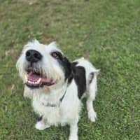 Photo of Marley