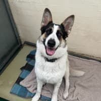 Photo of Panda (64437)